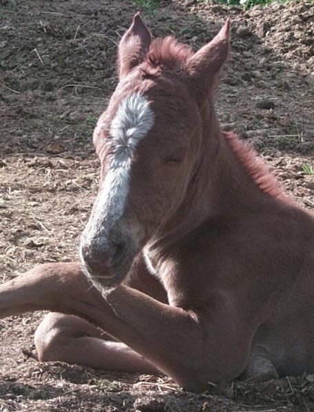 Colt